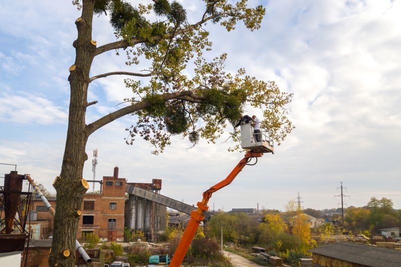 Residential Tree Service detail