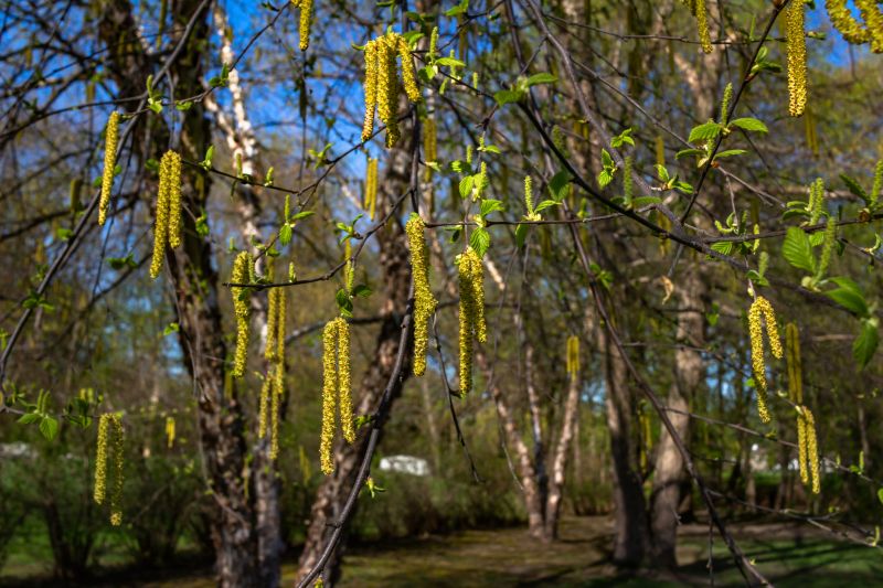 River Birch Pruning